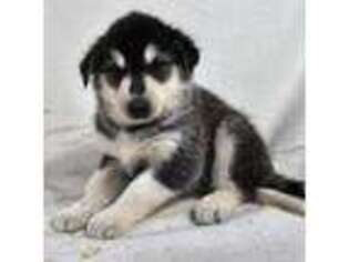 Alaskan Malamute Puppy for sale in Statesville, NC, USA