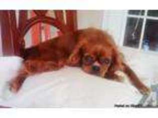 Cavalier King Charles Spaniel Puppy for sale in LEHIGH ACRES, FL, USA