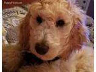 Labradoodle Puppy for sale in Hertford, NC, USA