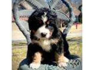 Bernese Mountain Dog Puppy for sale in Broken Arrow, OK, USA