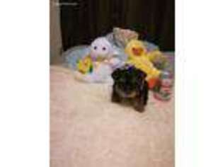 Yorkshire Terrier Puppy for sale in Jasper, GA, USA
