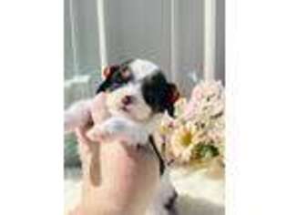 Cavachon Puppy for sale in Mc Bain, MI, USA