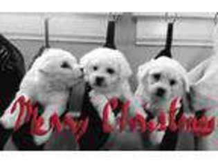 Bichon Frise Puppy for sale in Racine, WI, USA