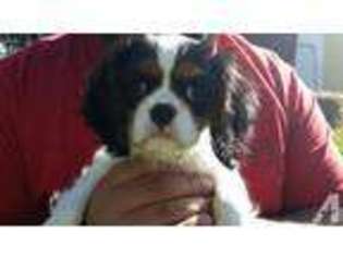 Cavalier King Charles Spaniel Puppy for sale in HUNTLEY, IL, USA