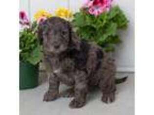 Goldendoodle Puppy for sale in Ronks, PA, USA