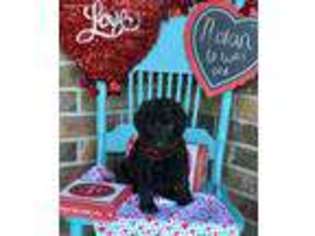Labradoodle Puppy for sale in Greenwood, AR, USA
