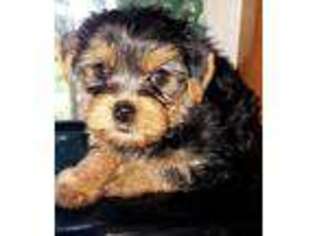 Yorkshire Terrier Puppy for sale in New Market, TN, USA