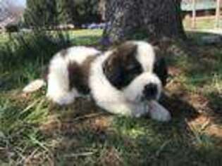 Saint Bernard Puppy for sale in Center Valley, PA, USA