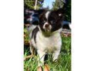 Chihuahua Puppy for sale in Bellingham, WA, USA