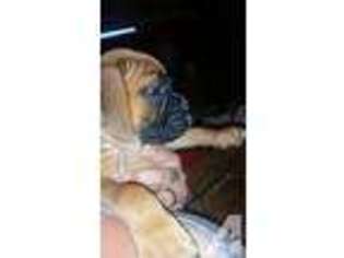 Boxer Puppy for sale in ALTONA, NY, USA