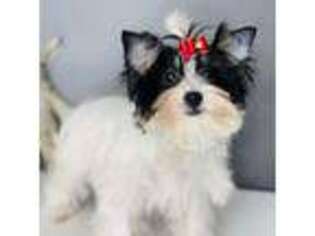 Biewer Terrier Puppy for sale in Arlington, VA, USA