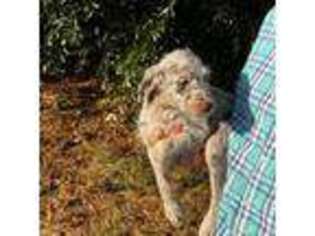 Labradoodle Puppy for sale in Nicholls, GA, USA