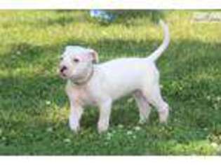 American Bulldog Puppy for sale in Harrisburg, PA, USA