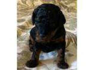 Mutt Puppy for sale in Auburn, ME, USA