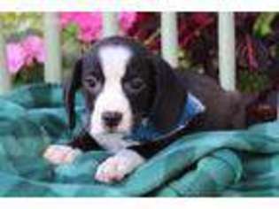 Beabull Puppy for sale in Eden Valley, MN, USA