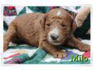 Goldendoodle Puppy for sale in Chiefland, FL, USA