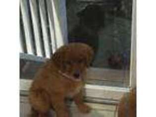 Golden Retriever Puppy for sale in Mount Sinai, NY, USA