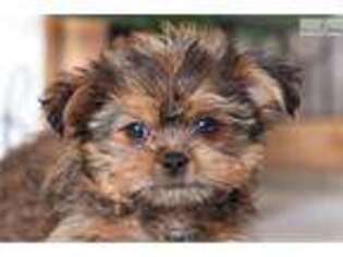Shorkie Tzu Puppy for sale in Fort Myers, FL, USA