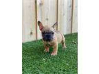 French Bulldog Puppy for sale in Oceanside, CA, USA