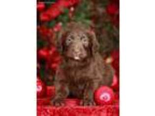 Labradoodle Puppy for sale in Millersburg, PA, USA