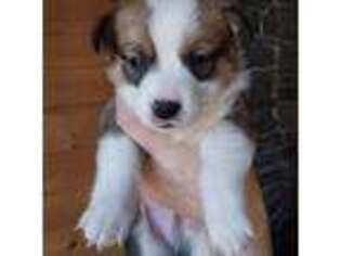 Pembroke Welsh Corgi Puppy for sale in Gouverneur, NY, USA