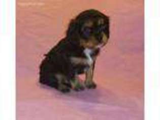 Cavalier King Charles Spaniel Puppy for sale in Tuscaloosa, AL, USA