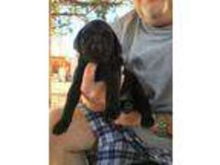Labrador Retriever Puppy for sale in Bertram, TX, USA