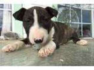 Bull Terrier Puppy for sale in Madera, CA, USA