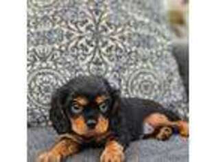 Cavalier King Charles Spaniel Puppy for sale in Zephyrhills, FL, USA