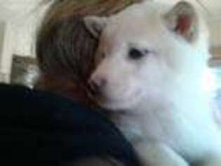 Shiba Inu Puppy for sale in Fox River Grove, IL, USA