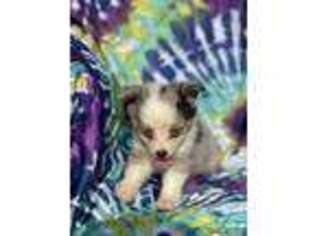 Miniature Australian Shepherd Puppy for sale in Griffin, GA, USA