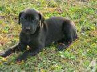 Great Dane Puppy for sale in ORLANDO, FL, USA