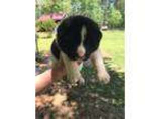Akita Puppy for sale in Thomaston, GA, USA
