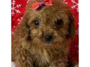 Cavapoo Puppy for sale in Baldwin, NY, USA