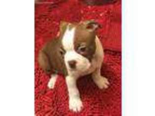 Boston Terrier Puppy for sale in Sisters, OR, USA