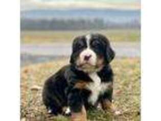 Bernese Mountain Dog Puppy for sale in Blairs Mills, PA, USA