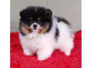 Pomeranian Puppy for sale in San Luis Obispo, CA, USA