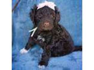 Portuguese Water Dog Puppy for sale in Nampa, ID, USA
