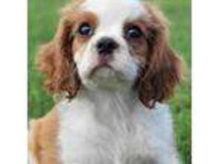 Cavalier King Charles Spaniel Puppy for sale in Farmerville, LA, USA