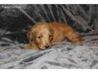 Goldendoodle Puppy for sale in Marietta, GA, USA