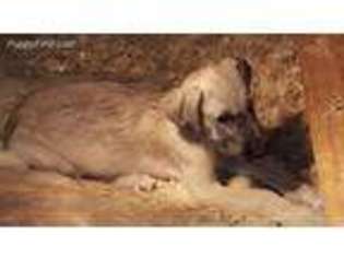 Irish Wolfhound Puppy for sale in Elk River, MN, USA