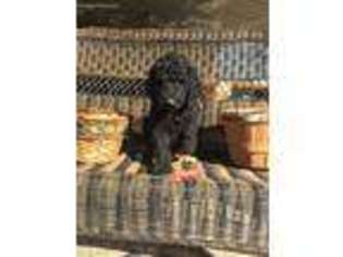 Labradoodle Puppy for sale in Hennessey, OK, USA
