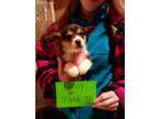 Pembroke Welsh Corgi Puppy for sale in Osceola, IA, USA