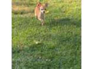 Chihuahua Puppy for sale in Linden, NJ, USA