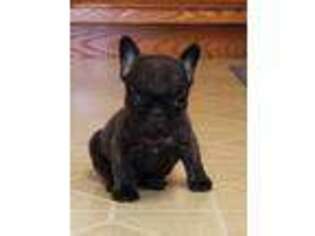 French Bulldog Puppy for sale in Elgin, IL, USA