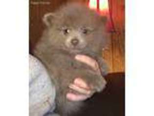 Pomeranian Puppy for sale in Winnsboro, TX, USA