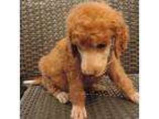 Mutt Puppy for sale in Sheridan, CA, USA