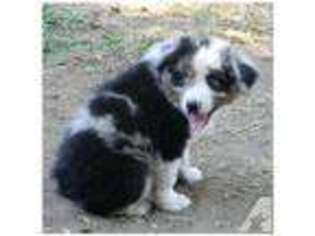 Australian Shepherd Puppy for sale in VISTA, CA, USA