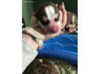 Siberian Husky Puppy for sale in Rhoadesville, VA, USA