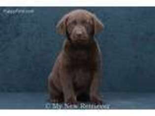 Labrador Retriever Puppy for sale in Branson, MO, USA